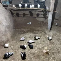 به دلیل کوچ|پرنده|جلگه شوقان, |دیوار