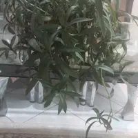 گل های آپارتمانی ورق بزنید|گل و گیاه طبیعی|کرج, باغستان|دیوار