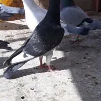کبوتر آلمانی سبزوسفیدورنگه|پرنده|مشهد, امیریه|دیوار