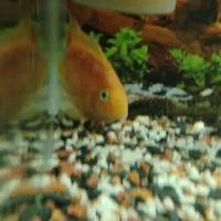 پرت معاوضه با ماهی گیاه خار هرچی