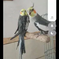 نظافت