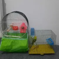 یک جفت فنچ مولدویک عددمرغ عشق نرباقفس|پرنده|ملارد, |دیوار