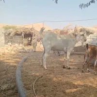 نری|حیوانات مزرعه|فین, |دیوار