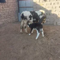 گاو همراه با گوساله