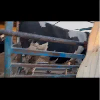 فروش گوساله پرواری