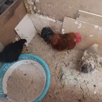 مرغ جوان طاقچه خروس
