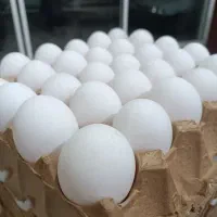 تخم مرغ روز|خوردنی و آشامیدنی|مشهد, تربیت (صدف)|دیوار