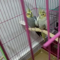 یک جفت عروس هلندی کاملا سالم و مولد