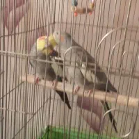 عروس هلندی مولد