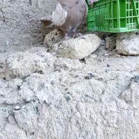 کربلایی ، طوقی، سینه ای، زاغ|پرنده|سراوان, |دیوار