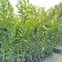 فروش نهال پچ درجه یک