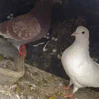 کبوتر