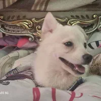 واگذاری سگ اشپیتزنر۶ماهه|سگ|فردیس, فرامرزیه|دیوار