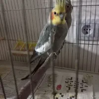 عروس هلندی تخم گذارن و یک جفت