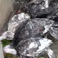 بوقلمون بالغ سنگین وزن کاملا ارگانیک