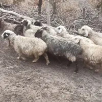 میش آبستن سنگین|حیوانات مزرعه|لردگان, |دیوار