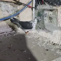 کبوتر|پرنده|کوار, |دیوار