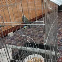 طوطی برزیلی|پرنده|بروجرد, |دیوار