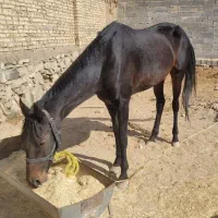 دوتا اسب ترکمن مادیان ۱۰۰ میلیون|اسب و تجهیزات اسبسواری|مشهد, شهید شهریاری|دیوار