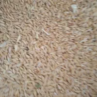 گندم درجه یک