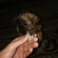 واگذاری سگ شیتزو عروسکی|سگ|گرگان, |دیوار