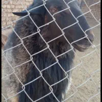 فروش نر نژاد رومانوف|حیوانات مزرعه|بسطام, |دیوار