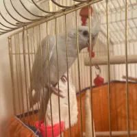 عروس هلندی نژاد آلبینو