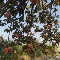 خرمالو|خدمات باغبانی و درختکاری|گنبد کاووس, |دیوار
