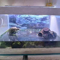 تعداد۲عدداکواریوم شیشه خم شرکتی|ماهی|مشهد, الهیه|دیوار