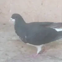 سه تا بدون غلط|حراج|اقبالیه, |دیوار