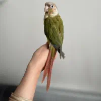 گرینچیک آناناسی دبل رد دستی|پرنده|قم, هنرستان|دیوار