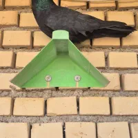 زاغ آبادانی عروسک|پرنده|آبادان, |دیوار