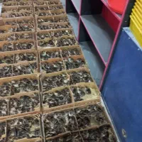 جوجه یک روزه محلی ورنگی|حیوانات مزرعه|قم, علی آباد سعدگان|دیوار