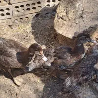 قوغاز و اردک مسکویی(اسرائیلی) رنگ خاص طوسی|حیوانات مزرعه|سمنان, |دیوار