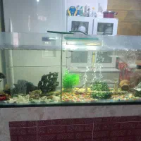 اکواریون یک متر و بیست سانت