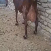 بز سانان دورگ شیرده|حیوانات مزرعه|سبزوار, قصبه غربی|دیوار