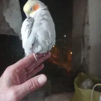 عروس هلندی|پرنده|اسلامشهر, مسکن مهر اسلاشهر (شهرک امام خمینی)|دیوار