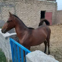 اسب نریون