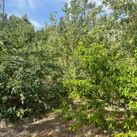 باغ۱۶۳۰ متری بر بلوار پدم سند تک برگ کاسبی|فروش زمین و ملک کلنگی|صفادشت, |دیوار