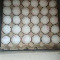 پخش تخم مرغ کلی