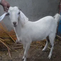فروش بز جوان