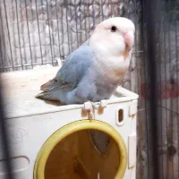 طوطی برزیلی مولد نر و ماده|پرنده|ملارد, |دیوار