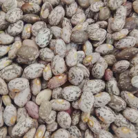 لوبیا چیتی درجه یک
