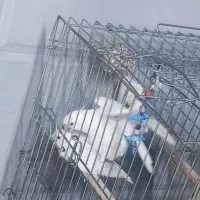 عروس هلندی البینو مولد