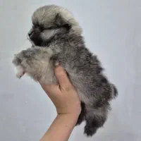 پامر عروسکی