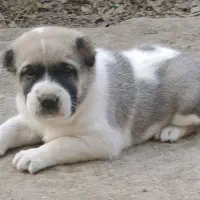 آلابای بااصالت نگهبان.. گله ای و..فی فقط سه