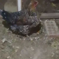 مرغ گلین اصلی|حیوانات مزرعه|اسلام‌شهر, شهرک سعیدیه|دیوار