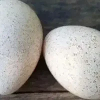 تخم نطفه دار بوقلمون