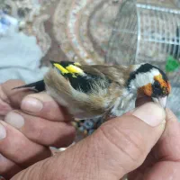 سهره دهن باغی بخون تازه تخت|پرنده|دیواندره, |دیوار