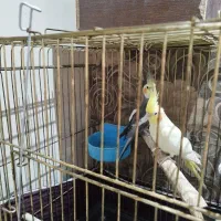 عروس هلندی جفت